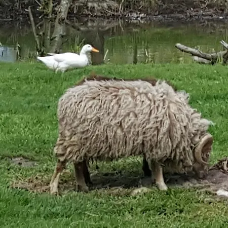 De Koegang فندق مبيت وإفطار