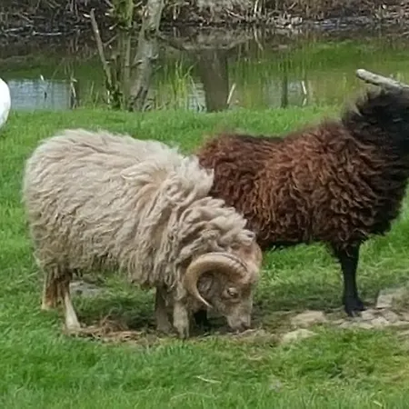 فندق مبيت وإفطار De Koegang 4*