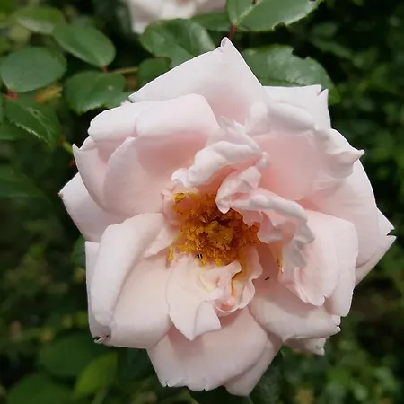 De Koegang 4* Zuidermeer