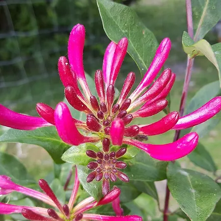 De Koegang Bed & Breakfast 4*