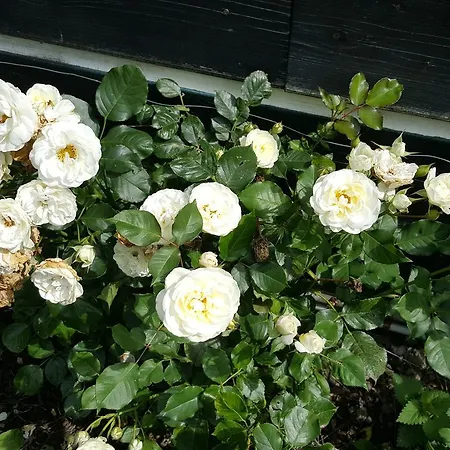 De Koegang Zuidermeer