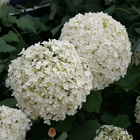 De Koegang Bed & Breakfast Zuidermeer