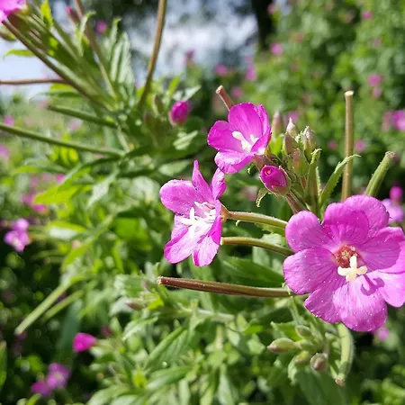 De Koegang فندق مبيت وإفطار Zuidermeer