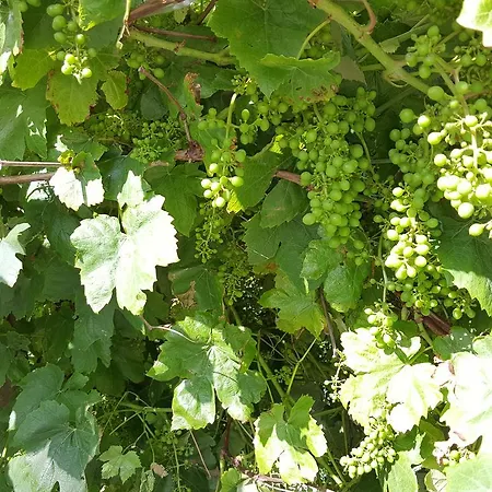 De Koegang 4* Zuidermeer