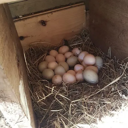 فندق مبيت وإفطار De Koegang 4*