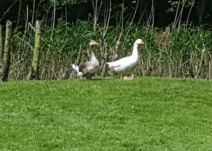 De Koegang Bed & Breakfast