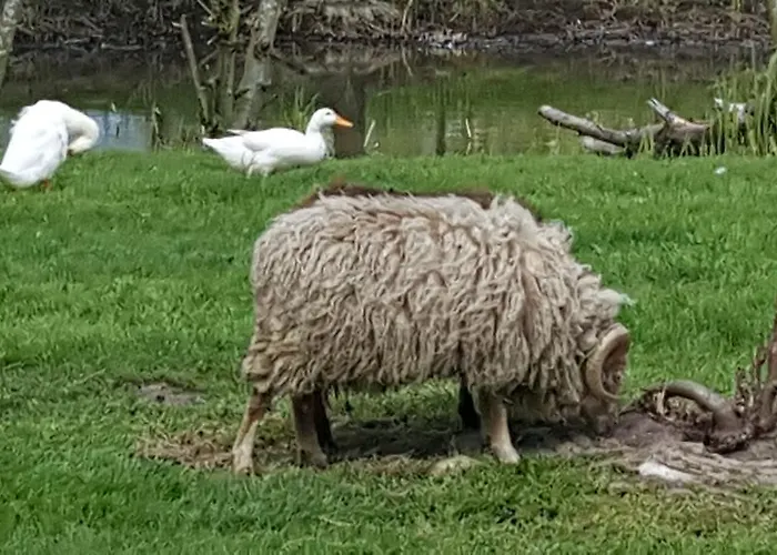 De Koegang Bed & Breakfast