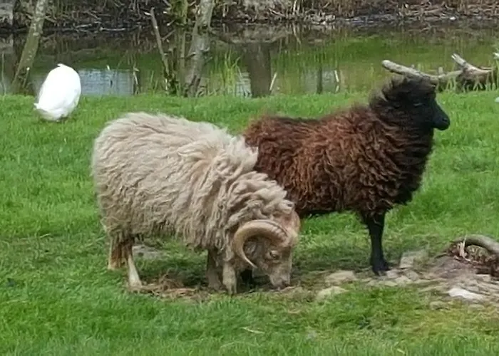 Bed & Breakfast De Koegang 4*