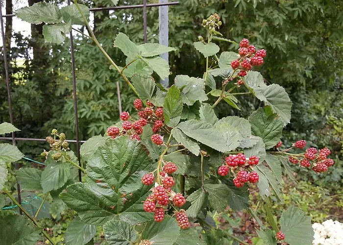 De Koegang Bed & Breakfast Zuidermeer