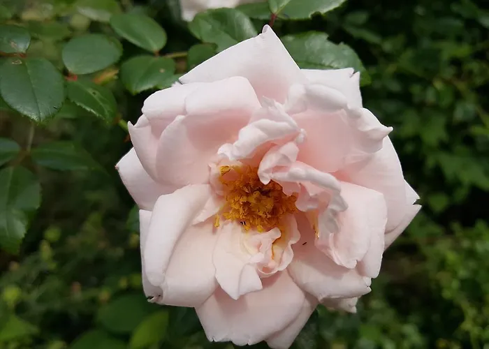 De Koegang 4* Zuidermeer