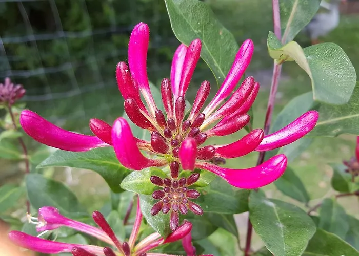 De Koegang Bed & Breakfast 4*