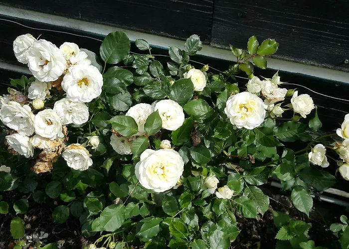 De Koegang Zuidermeer