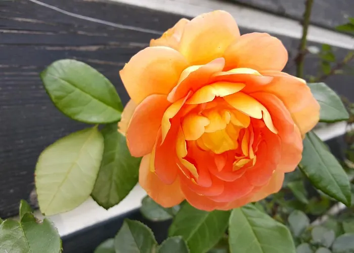 De Koegang Bed & Breakfast 4*