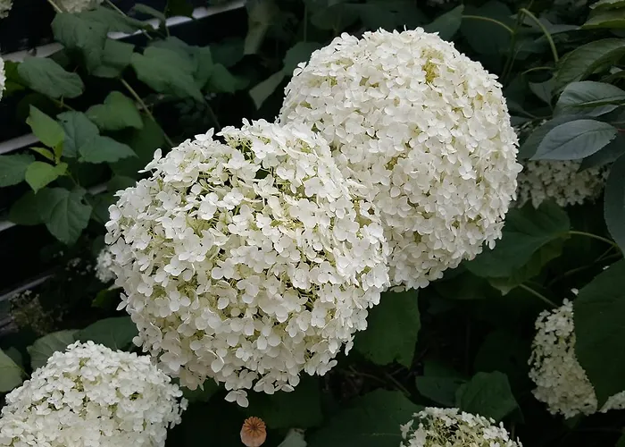 De Koegang Bed & Breakfast Zuidermeer