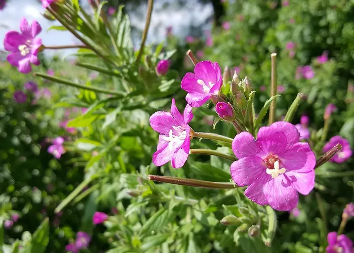 De Koegang Bed & Breakfast Zuidermeer