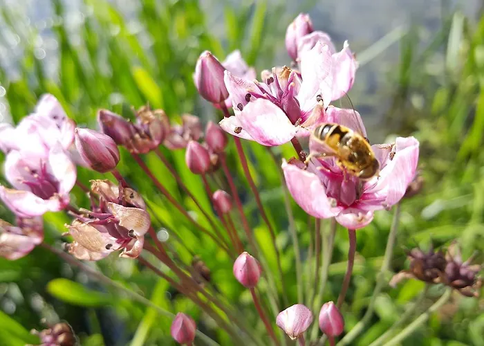 Bed & Breakfast De Koegang Zuidermeer