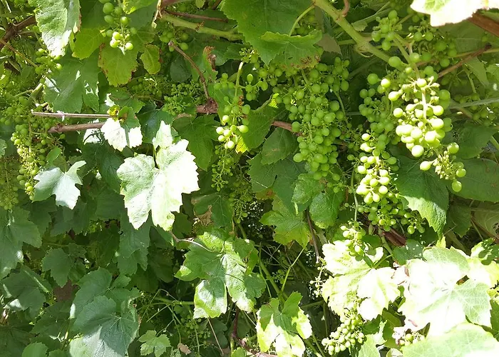 De Koegang 4* Zuidermeer