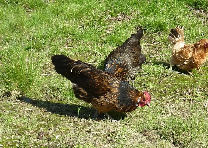 De Koegang Zuidermeer