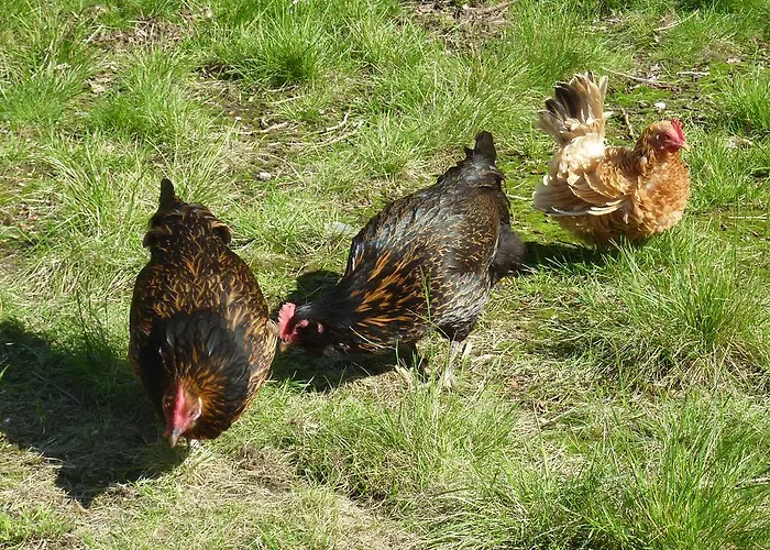 Bed & Breakfast De Koegang 4*