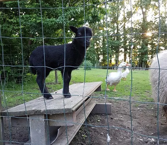 Bed & Breakfast De Koegang Zuidermeer