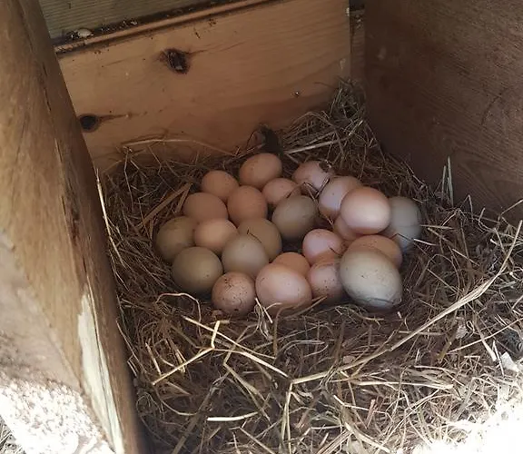 Bed & Breakfast De Koegang 4*