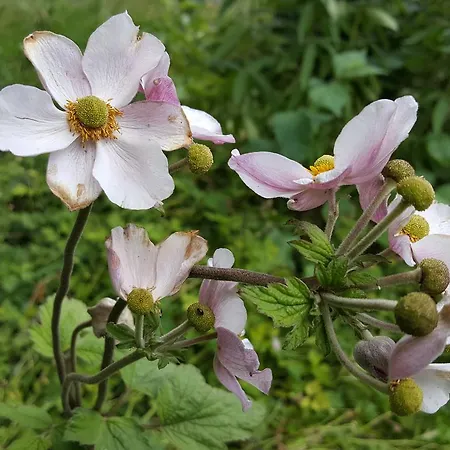 De Koegang Couette-café