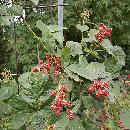 De Koegang Couette-café Zuidermeer