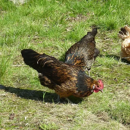 De Koegang Zuidermeer